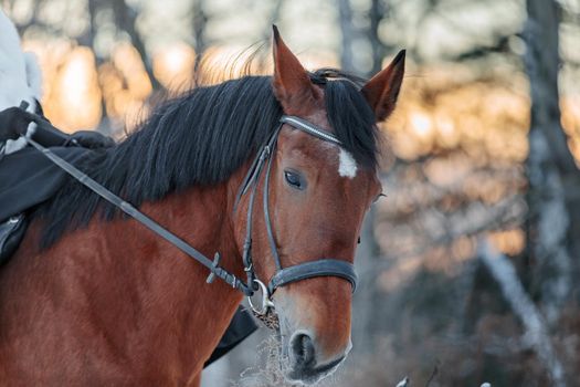 Close up portrait of a horse in winter at sunset. Brown color. Steam from the mare's nostrils