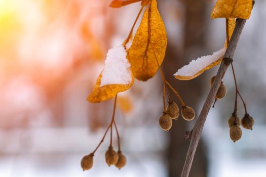 Seeds and dry leaves of linden tree in the snow illuminated by the bright sun