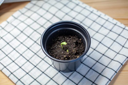 Planting young seedlings in a black pot on a beautiful napkin on the table. A young sprout of a cucumber plant.