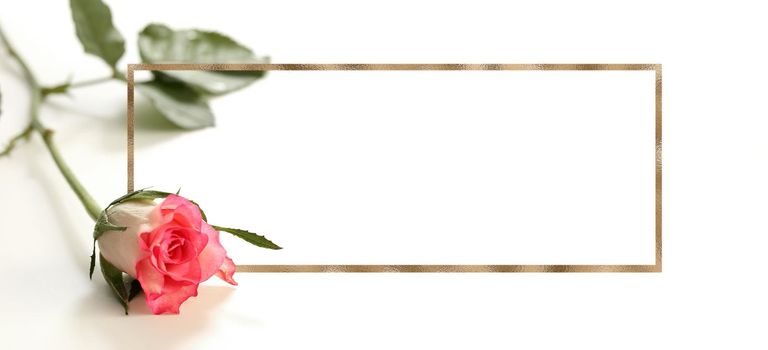 Closeup red pink rose flower on white background. Golden frame as mock up