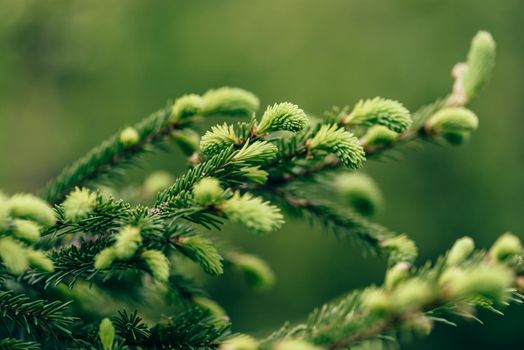 Close up of young twig of pine tree