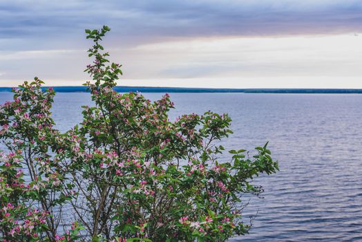 Bush of pink flowers on river coast. Sunrise sky on background