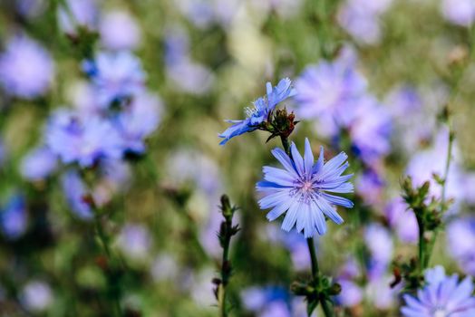 Flower of common chicory at the summer day