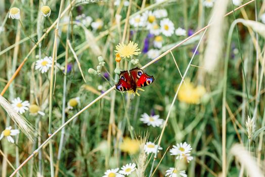 Aglais io or european peacock butterfly sitting on the yellow flower