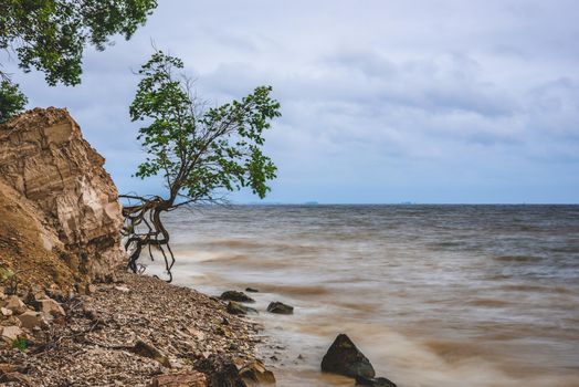 Single tree on the rocky shore at stormy overcast day