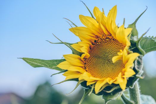 Single blooming sunflower on blue sky background