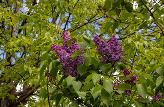 Lilac blossom flowers spring view. Spring lilac flowers. Lilac blooms. A beautiful bunch of lilac