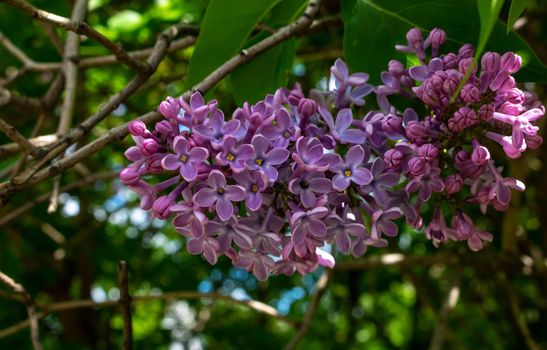 Lilac blossom flowers spring view. Spring lilac flowers. Lilac blooms. A beautiful bunch of lilac.