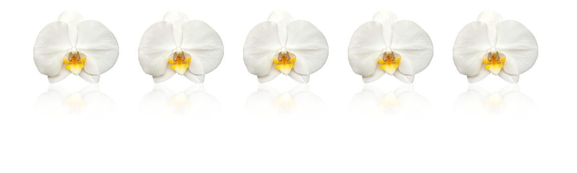 Large white Orchid flowers in the panoramic image. Panorama, banner with large colors with a mirror image. Concept, layout. 