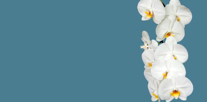Large white Orchid flowers in the panoramic image. Panorama, a banner with space for text or insertion. White flowers on a blue background. Concept, layout. 