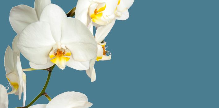 Large white Orchid flowers in the panoramic image. Panorama, a banner with space for text or insertion. White flowers on a blue background. Concept, layout.  