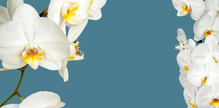 Large white Orchid flowers in the panoramic image. Panorama, a banner with space for text or insertion. White flowers on a blue background. Concept, layout.