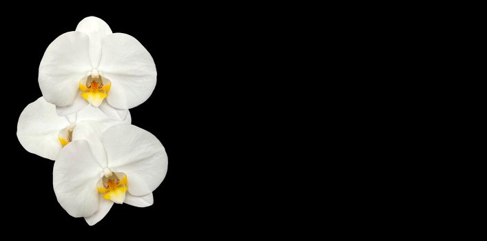 Large white Orchid flowers in the panoramic image. Panorama, a banner with space for text or insertion. White flowers on a black background. Concept, layout  