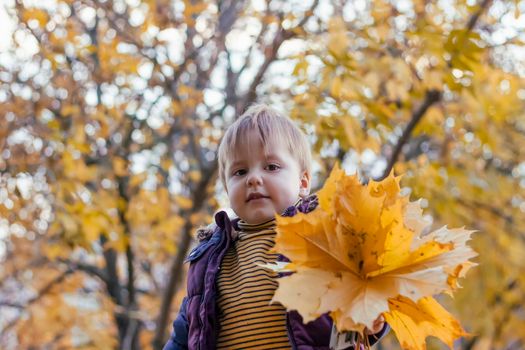 A bouquet of maple leaves in the hand of a child who is walking through the Park. Maple leaf. A child with a bouquet. 