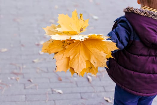 A bouquet of maple leaves in the hand of a child who is walking through the Park. Maple leaf. A child with a bouquet.