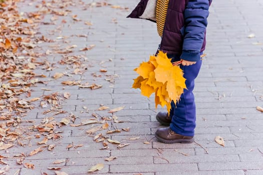 A bouquet of maple leaves in the hand of a child who is walking through the Park. Maple leaf. A child with a bouquet.