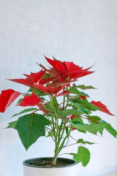 Pot with a home plant on a light background. A plant with red and green leaves. Poinsettia in a pot on a shelf.