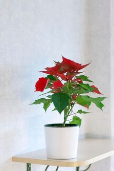 Pot with a home plant on a light background. A plant with red and green leaves. Poinsettia in a pot on a shelf.