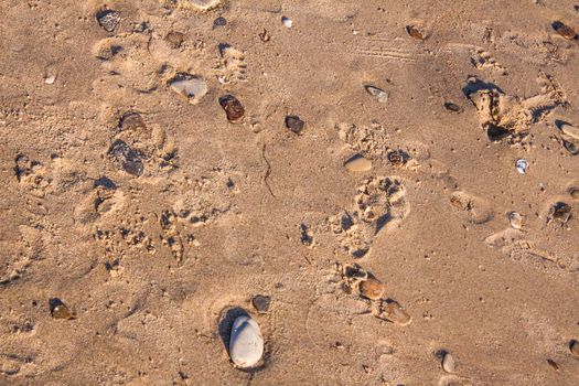 The sandy background. Background of sand and stones. Beach, sea.