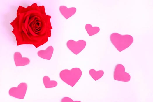 Red rose on a pink background. Template. The concept of the Valentine's Day theme. A greeting card, a declaration of love. February 14