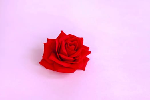 Red rose on a pink background. Template. The concept of the Valentine's Day theme. A greeting card, a declaration of love. February 14