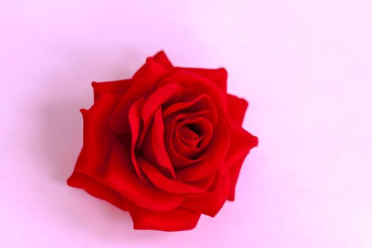 Red rose on a pink background. Template. The concept of the Valentine's Day theme. A greeting card, a declaration of love. February 14