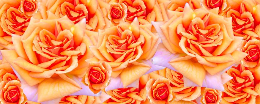 A banner with a spring concept. Yellow-orange roses. A postcard for a woman.