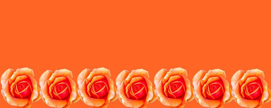 A banner with a spring concept. Yellow-orange roses. A postcard for a woman. 