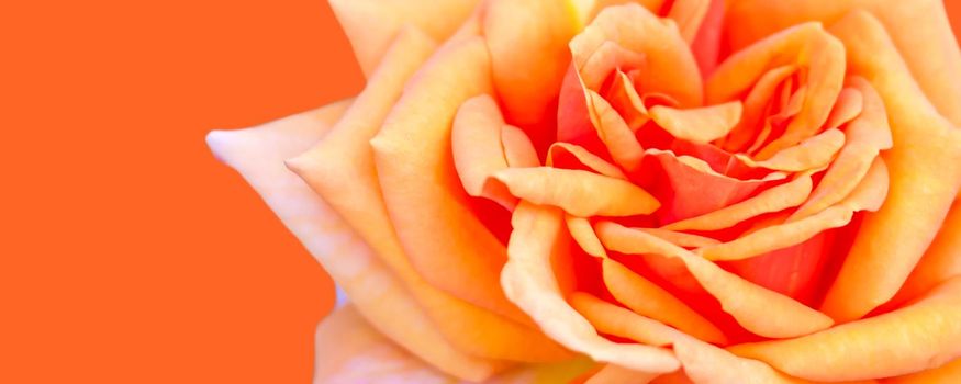 A banner with a spring concept. Yellow-orange roses. A postcard for a woman.