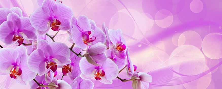 Delicate background with purple orchid flowers for postcards and graphic works. Banner, panorama with space for text. Background for the postcard.