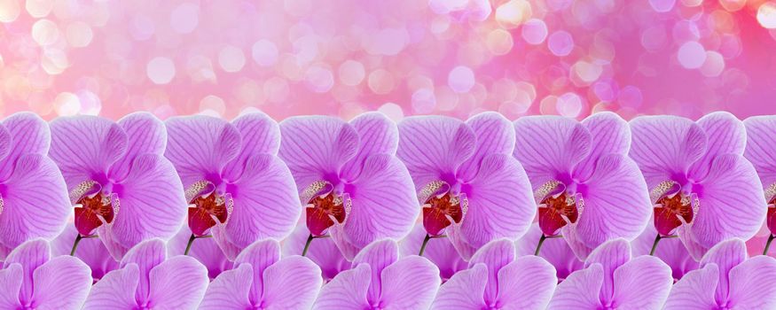 Delicate background with purple orchid flowers for postcards and graphic works. Banner, panorama with space for text. Background for the postcard