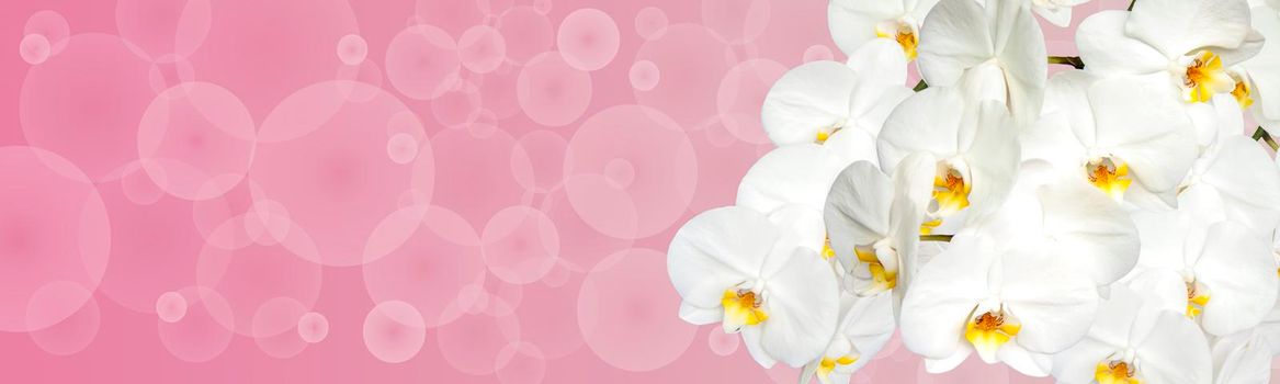 Large white Orchid flowers in the panoramic image. Panorama, a banner with space for text or insertion. White flowers on a pink background. Concept, layout.