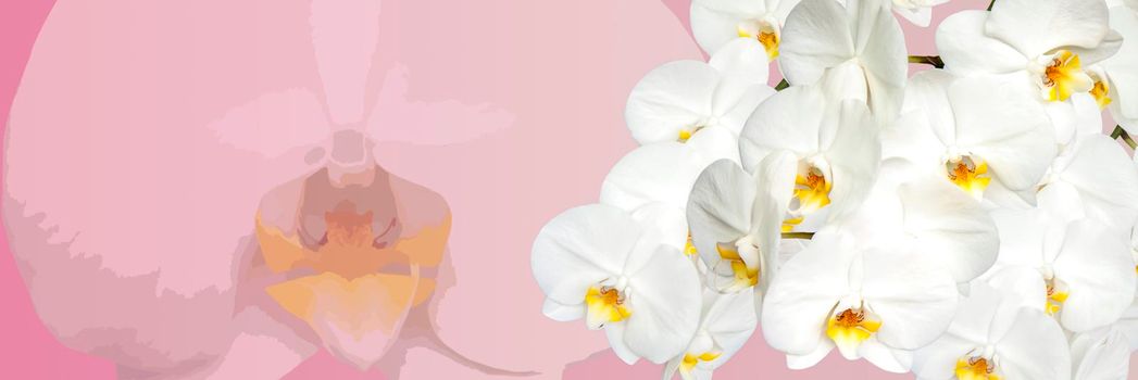 Large white Orchid flowers in the panoramic image. Panorama, a banner with space for text or insertion. White flowers on a pink background. Concept, layout.   