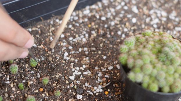 Closeup female hands planting cactus in soil. Woman cultivation plant growth cactus at small business gardening, Forestry environments concept