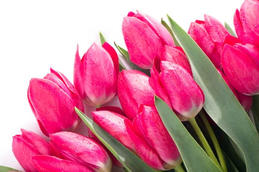 Pink tulips bouquet isolated on white background