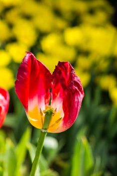 Tulip petals in view representing love and romance