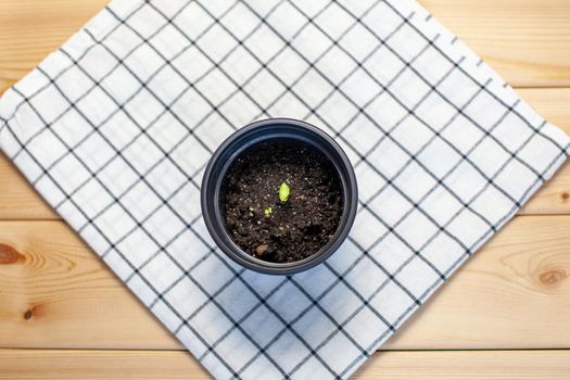 Planting young seedlings in a black pot on a beautiful napkin on the table. A young sprout of a cucumber plant.