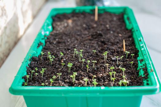 Planting young seedlings in a large pot on the table, at home. A young sprout of delicious greens for salad. 