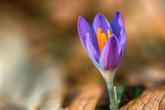 beautiful colorful spring flowers at the beginning of the year