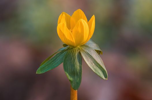 beautiful colorful spring flowers at the beginning of the year