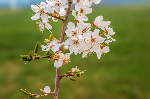a branch with fresh spring blossoms at the beginning of the year