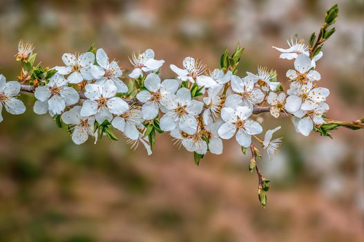 a branch with fresh spring blossoms at the beginning of the year