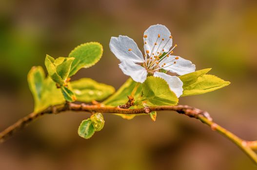 a branch with fresh spring blossoms at the beginning of the year