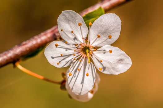 a branch with fresh spring blossoms at the beginning of the year