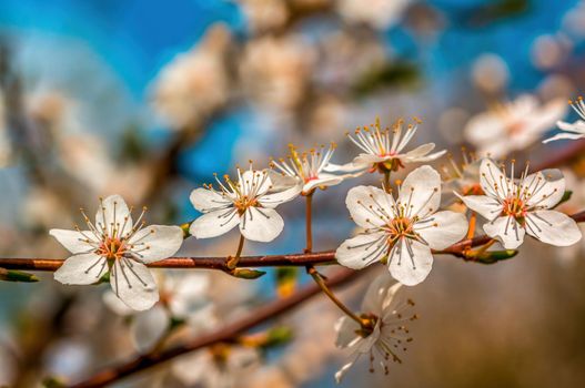 a branch with fresh spring blossoms at the beginning of the year
