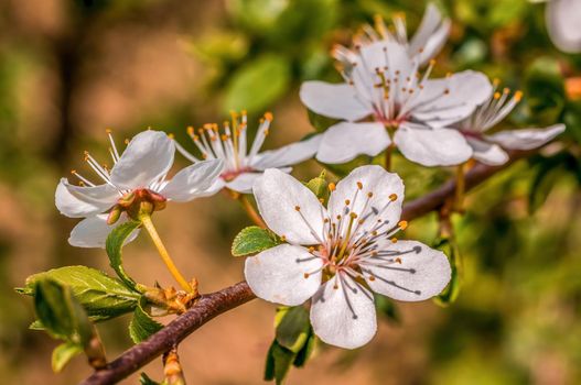 a branch with fresh spring blossoms at the beginning of the year