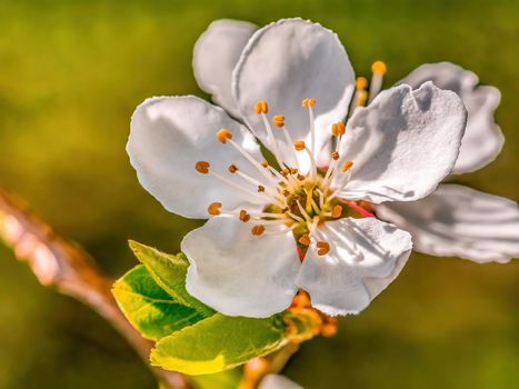 a branch with fresh spring blossoms at the beginning of the year