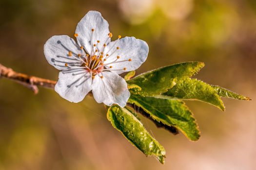 a branch with fresh spring blossoms at the beginning of the year