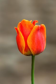 beautiful colorful spring flowers at the beginning of the year