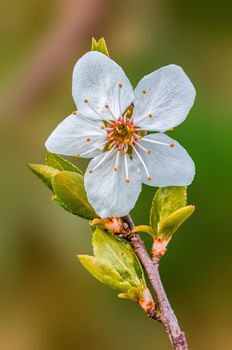 a branch with fresh spring blossoms at the beginning of the year